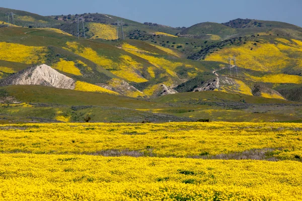 Ярко Желтые Цветы Равнине Каррисо Время Цветения Диких Цветов — стоковое фото