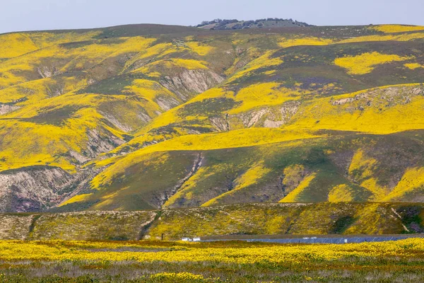 Солнечные панели и ярко-желтые цветы на равнине Карризо Дури — стоковое фото