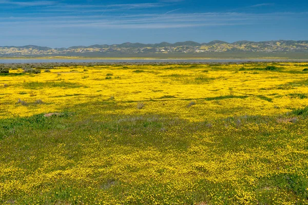Kır çiçeği superbloom sırasında Carrizo Ovası'nda parlak sarı çiçekler