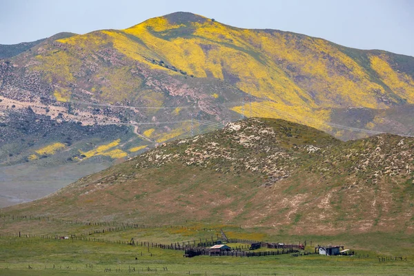 Verlaten Vee Ranch Carrizo Plain Tijdens Wildflower Superbloom — Stockfoto
