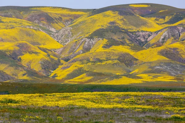 Flores amarelas brilhantes na planície de Carrizo durante a flor silvestre — Fotografia de Stock