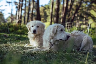 Great Pyrenees sheepdogs rest in a forest with their sheep flock clipart