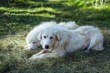 Great Pyrenees sheepdogs rest in a forest with their sheep flock clipart
