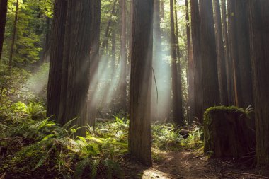 Kuzey Kaliforniya'daki sekoya ormanlarında sis ve ışık ışınları