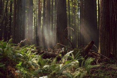 Kuzey Kaliforniya'daki sekoya ormanlarında sis ve ışık ışınları
