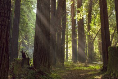 Kuzey Kaliforniya'daki sekoya ormanlarında sis ve ışık ışınları