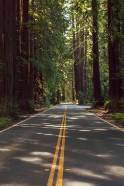 Kuzey Kaliforniya'da bir sekoya koru aracılığıyla Karayolu 128