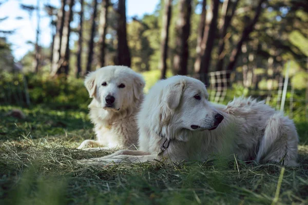 Great Pyrenees sheepdogs rest in a forest with their sheep flock