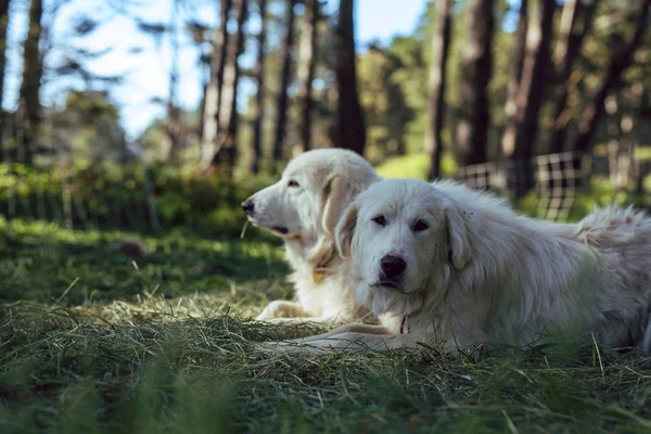 Great Pyrenees sheepdogs rest in a forest with their sheep flock