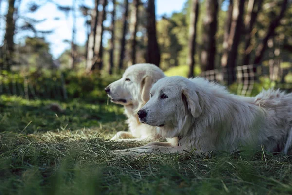 Büyük Pireneler çoban köpekleri koyun sürüsü ile bir ormanda dinlenmek