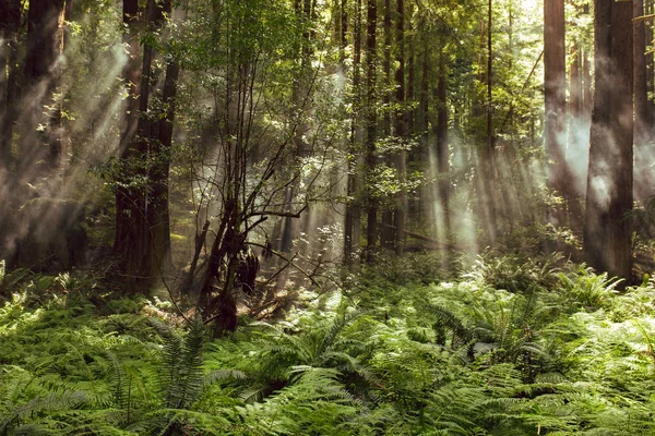 Fog and light rays in the redwood forests of Northern California