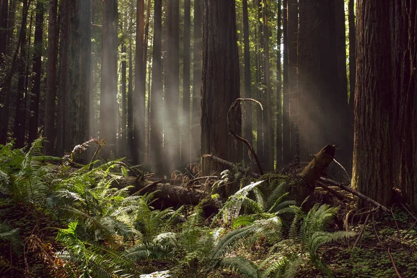 Brouillard Rayons Lumineux Dans Les Forêts Séquoias Nord Californie — Photo