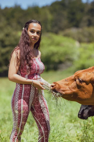 Mixed race young woman feeds cows on a farm — Stock Photo, Image