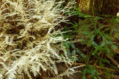 Albino redwood shoots rise from a fallen tree in a California gr clipart