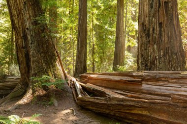 Öğleden sonra güneş ışığı bir sahil sekoya gölgelik filtreler