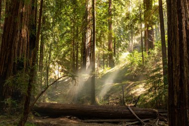 Kıyı sis Kuzey Cal yoğun bir sekoya koru aracılığıyla sürükleniyor