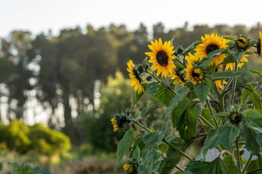 Büyük sağlıklı ayçiçekleri Kaliforniya'da bir çiftlikte yaz aylarında çiçek