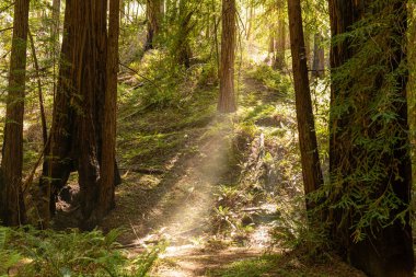 Kıyı sis Kuzey Cal yoğun bir sekoya koru aracılığıyla sürükleniyor
