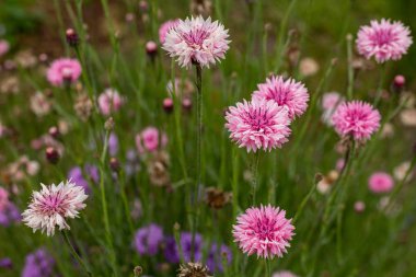 Renkli cornflowers Kaliforniya alanında çiçek