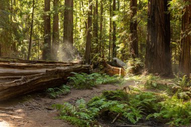 Kıyı sis Kuzey Cal yoğun bir sekoya koru aracılığıyla sürükleniyor