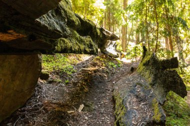 Öğleden sonra güneş ışığı bir sahil sekoya gölgelik filtreler