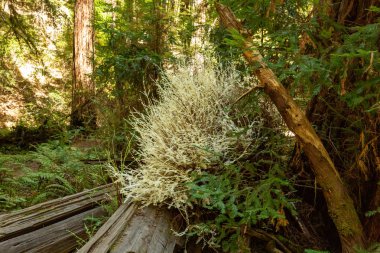 Albino redwood shoots rise from a fallen tree in a California gr clipart