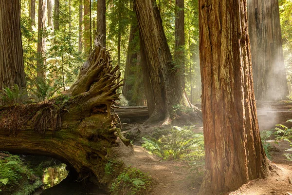 A névoa costeira atravessa um denso bosque de sequoias no norte de Cal — Fotografia de Stock