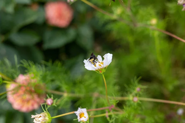 Les abeilles recueillent le pollen des fleurs colorées du cosmos dans une Californie — Photo