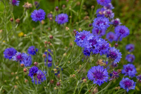 stock image Colorful cornflowers bloom in a California field