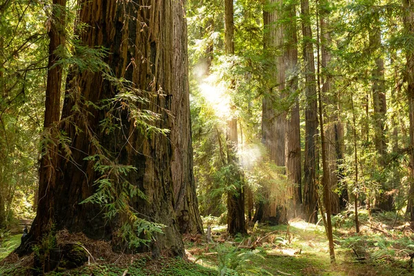 A névoa costeira atravessa um denso bosque de sequoias no norte de Cal — Fotografia de Stock