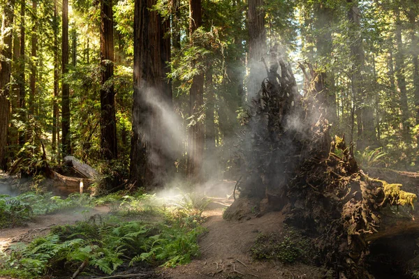 Le brouillard côtier dérive à travers une forêt dense de séquoias dans le nord de Cal — Photo
