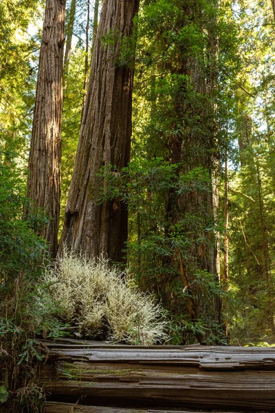 Après-midi, la lumière du soleil filtre à travers le couvert d'un séquoia côtier — Photo