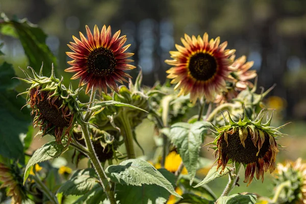 Μεγάλα υγιή ηλιοτρόπια ανθίζουν το καλοκαίρι σε μια φάρμα της Καλιφόρνιας — Φωτογραφία Αρχείου