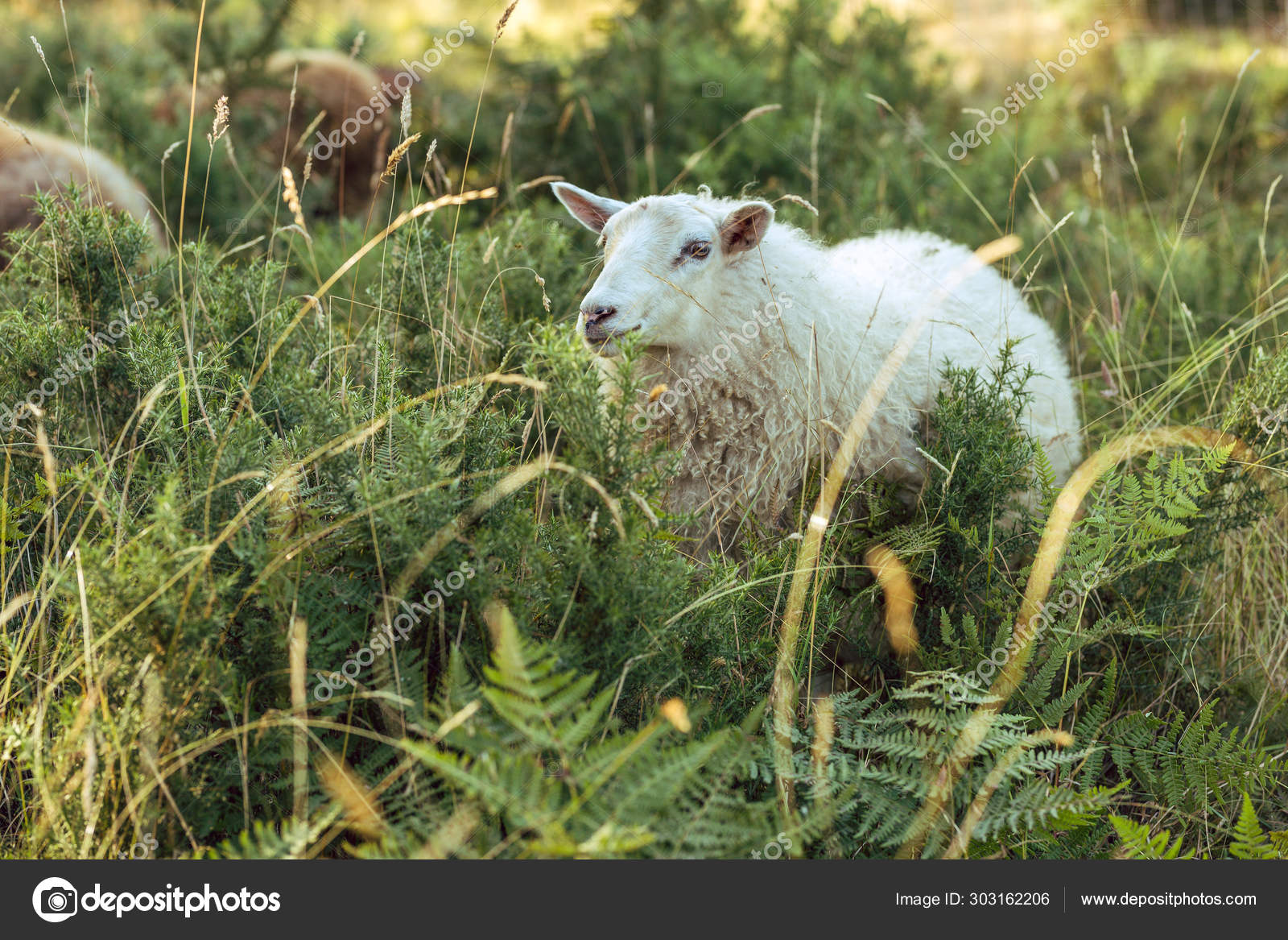 sheep-eating-among-ferns-at-sunset-in-california-stock-photo