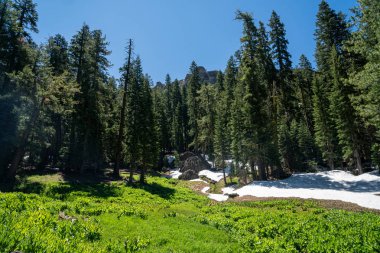 Katır kulakları ve erimemiş kar th güzel bir dağ çayır