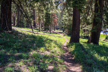 Kaliforniya'da derin çam ormanlarında yürüyüş parkuru