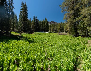 Katır Kulakları erken yaz aylarında Tahoe backcountry çiçek