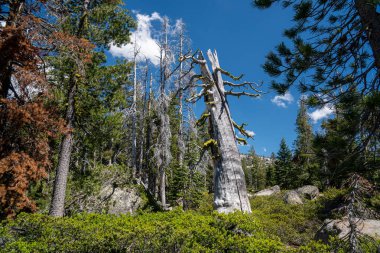 Kaliforniya'nın Sierra Neva bir ormanda duran büyük ölü ağaç
