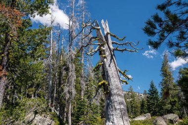 Kaliforniya'nın Sierra Neva bir ormanda duran büyük ölü ağaç