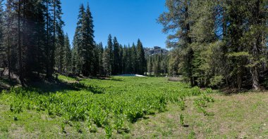 Katır Kulakları erken yaz aylarında Tahoe backcountry çiçek
