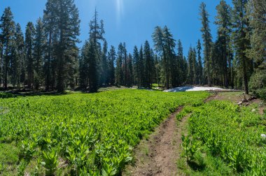 Kaliforniya'da derin çam ormanlarında yürüyüş parkuru