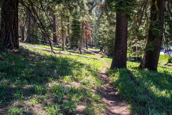 Kaliforniya'da derin çam ormanlarında yürüyüş parkuru