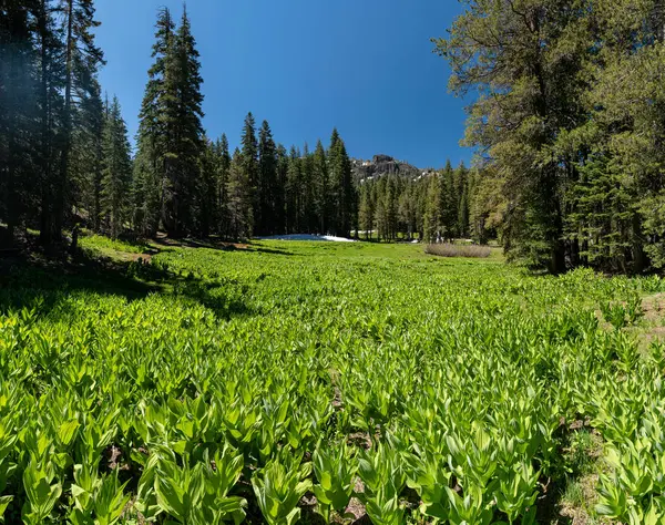 Katır Kulakları erken yaz aylarında Tahoe backcountry çiçek