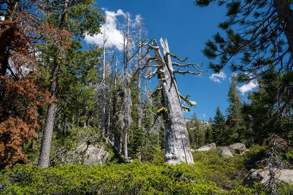 Kaliforniya'nın Sierra Neva bir ormanda duran büyük ölü ağaç