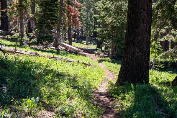 Sendero en bosques de pinos profundos en California — Foto de Stock