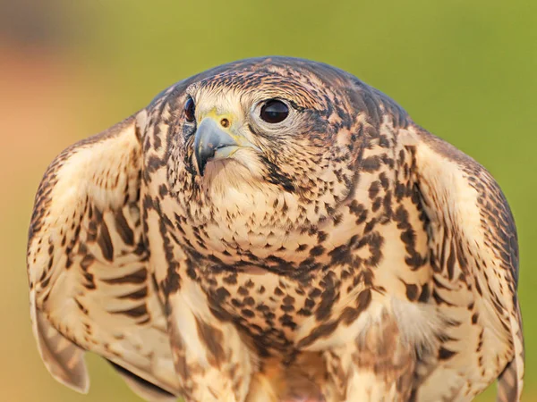 Малюнок Falcon Готова Полювати — стокове фото