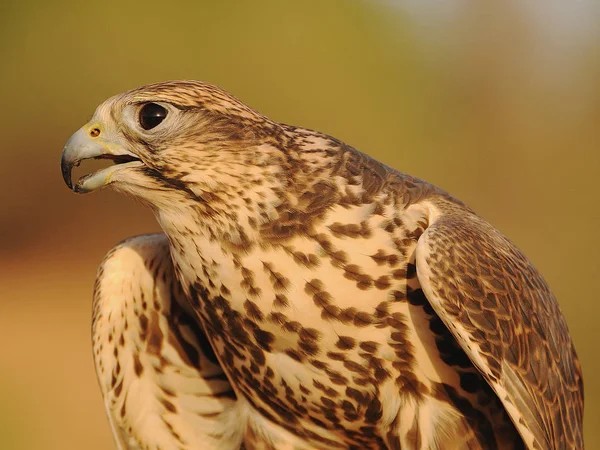 Малюнок Falcon Готова Полювати — стокове фото