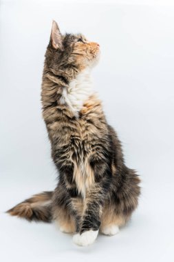 İzole beyaz arka plan üzerinde oturan yan isteyen tekir kabarık kedi