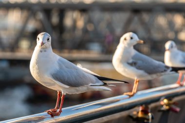 Martı bir korkuluk üzerinde oturur ve kameraya bakar