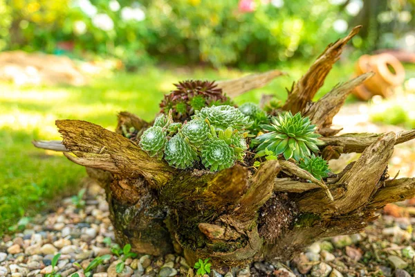 Eine Wurzel mit verschiedenen Sorten von Houseleek gepflanzt — Stockfoto